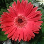 http://pixabay.com/en/gerbera-daisy-flower-nature-flowers-189513/