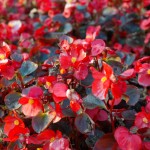 http://pixabay.com/en/ice-begonias-flowers-red-flora-228404/