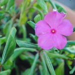 http://pixabay.com/en/impatiens-purple-flower-plant-666480/