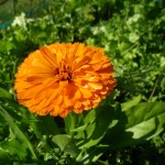 http://pixabay.com/en/marigold-orange-summer-garden-leaf-162923/