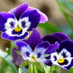 http://pixabay.com/en/pansy-flower-blue-violet-white-167917/
