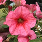 http://pixabay.com/en/petunia-flowers-floral-blossom-329450/