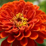 http://pixabay.com/en/zinnia-flower-orange-flower-garden-413564/