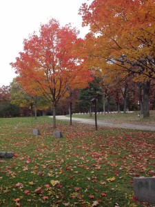 Forest Hill Scene with Fall Leaves