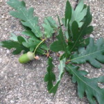 Quercus alba (white oak). Credit: Alouis21. "B43 Quercus alba (Eastern White Oak) Close-up" by Alouis21 - Own work. Licensed under CC BY-SA 3.0 via Wikimedia Commons - http://commons.wikimedia.org/wiki/File:B43_Quercus_alba_(Eastern_White_Oak)_Close-up.jpg#/media/File:B43_Quercus_alba_(Eastern_White_Oak)_Close-up.jpg White oak