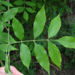 Fraxinus pennsylvanica (green ash). Credit: Keith Kanoti. "Fraxinus pennsylvanica leaf" by Keith Kanoti, Maine Forest Service, USA - This image is Image Number 5349055 at Forestry Images, a source for forest health, natural resources and silviculture images operated by The Bugwood Network at the University of Georgia and the USDA Forest Service.. Licensed under CC BY 3.0 us via Wikimedia Commons - http://commons.wikimedia.org/wiki/File:Fraxinus_pennsylvanica_leaf.jpg#/media/File:Fraxinus_pennsylvanica_leaf.jpg Green ash