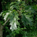 Quercus rubra (red oak). Credit: Sten . "Quercus-rubra" by Sten. Licensed under CC BY-SA 3.0 via Wikimedia Commons - http://commons.wikimedia.org/wiki/File:Quercus-rubra.JPG#/media/File:Quercus-rubra.JPG Red oak