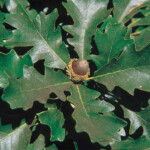 Quercus macrocarpa (Bur oak). Credit: USDA . "Quercus macrocarpa USDA". Licensed under Public Domain via Wikimedia Commons - http://commons.wikimedia.org/wiki/File:Quercus_macrocarpa_USDA.jpg#/media/File:Quercus_macrocarpa_USDA.jpg Bur oak