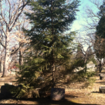 Balsam fir planted directly behind a gravestone. Photo by Claire S. Bjork. Balsam fir