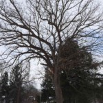 Oak branches against winter sky. Photo by Adrienne Hagen.