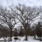 Oak grove in winter. Photo by Adrienne Hagen.