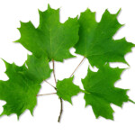 Acer saccharum (sugar maple). Photo by Evelyn Fitzgerald. https://www.flickr.com/photos/evelynfitzgerald/4171384067/ Sugar maple