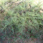 Pinus strobus (white pine). Photo by Claire S. Bjork. White pine