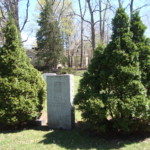 Arbor vitae. Image by Claire S. Bjork. Arbor vitae