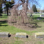 "Weeping" tree planted over family plot. Weeping tree