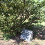 Yew. Image by Claire S. Bjork. Yew