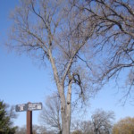 Fraxinus (ash) silhouette. Photo by Claire S. Bjork. Ash