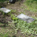 Spring vegetation emerging in April. Photo by Claire S. Bjork. Spring growth