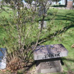 Lilac. Image by Claire S. Bjork. Lilac