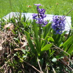 Hyacinth. Photo by Claire S. Bjork. Hyacinth