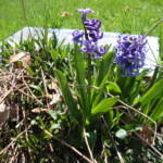 Hyacinth. Photo by Claire S. Bjork. Hyacinth