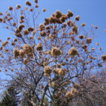 Hydrangea, with last year's blooms before new flowers emerge. Image by Claire S. Bjork. Hydrangea
