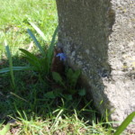 Wild scilla, or squill. Photo by Claire S. Bjork. Wild scilla