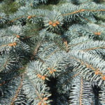 Picea pungens (blue spruce). Photo by Claire S. Bjork. Blue spruce