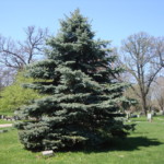 Picea pungens (blue spruce). Photo by Claire S. Bjork. Blue spruce