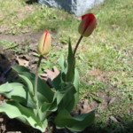 Tulips. Photo by Claire S. Bjork. Tulips