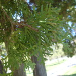 Thuja occidentalis (arbor vitae). Photo by Claire S. Bjork. Arbor vitae