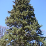 Picea (spruce). Photo by Claire S. Bjork. Spruce