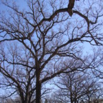 Quercus (oak) silhouette. Photo by Claire S. Bjork. Oak silhouette