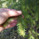 Abies balsamea (balsam fir). Photo by Claire S. Bjork. Balsam fir