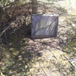 Planting a tree by a grave has many effects on the overall aesthetic. Less groundcover is found beneath evergreens. Photo by Claire S. Bjork Scant groundcover