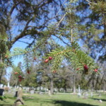 Spruce (picea) cones forming. Photo by Claire S. Bjork. Spruce cones