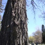 Carya ovata (shagbark hickory). Photo by Claire S. Bjork. Shagbark hickory