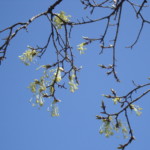 Acer (maple) flowers in spring. Photo by Claire S. Bjork. Maple