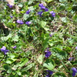 Wild spring violets in the lawn. Photo by Claire S. Bjork. Spring violets