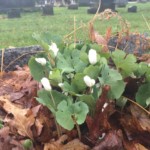 Bloodroot (native spring ephemeral, which only flowers for several days). Photo by Adrienne Hagen. Bloodroot