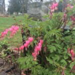 'Bleeding heart' (Lamprocapnos spectabilis) behind the gravestone of Belva C. Cripps. Photo by Adrienne Hagen. Bleeding heart