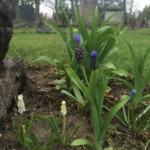 Muscari (aka grape hyacinth) in blue and white varieties. Photo by Adrienne Hagen. Grape hyacinth