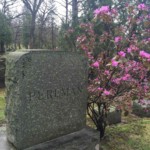 A rhododendron blooms next to the Perlman family monument in early spring. Photo by Adrienne Hagen. Rhododendron