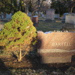 Yew. Photo by William Cronon. Yew