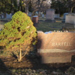 Yew. Photo by William Cronon. Yew