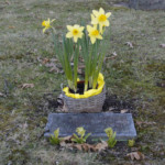 Daffodils. Photo by William Cronon. Daffodils