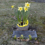 Daffodils. Photo by William Cronon. Daffodils