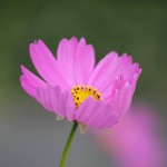 http://pixabay.com/en/cosmos-flower-cosmos-flower-bloom-433424/