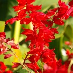 http://pixabay.com/en/fire-sage-flower-red-228379/