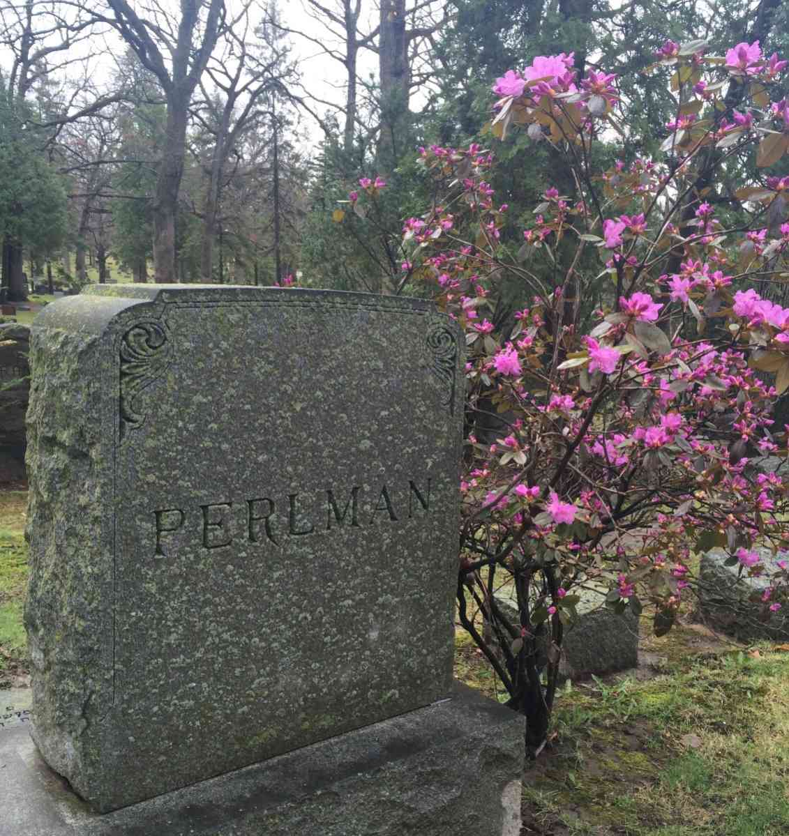 Какое дерево посадить на кладбище